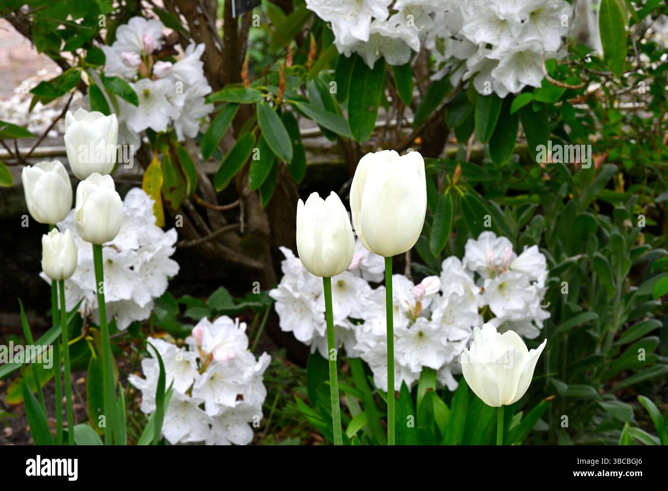 Fiori primaverili bianchi puri di tulipani ibridi Darwin, Tulipa Hakuun di fronte al giardino britannico "Mrs A.T. de la Mare" di Rhododendron Foto Stock Fiori primaverili bianchi puri di tulipani ibridi Darwin, Tulipa Hakuun di fronte al giardino britannico "Mrs A.T. de la Mare" di Rhododendron Foto Stock