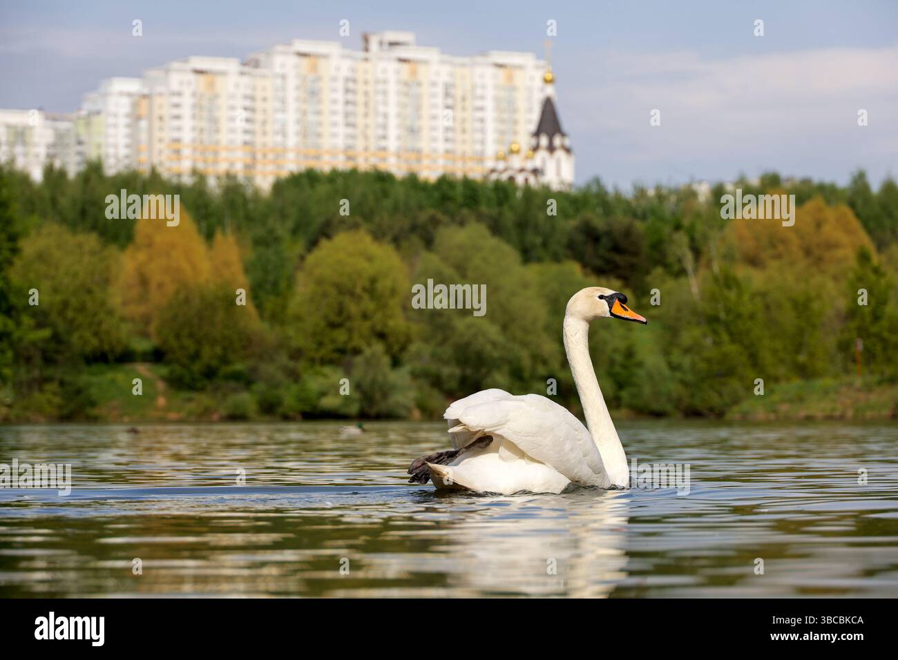 Cigno bianco che nuota in un lago sullo sfondo verde della costa Foto Stock