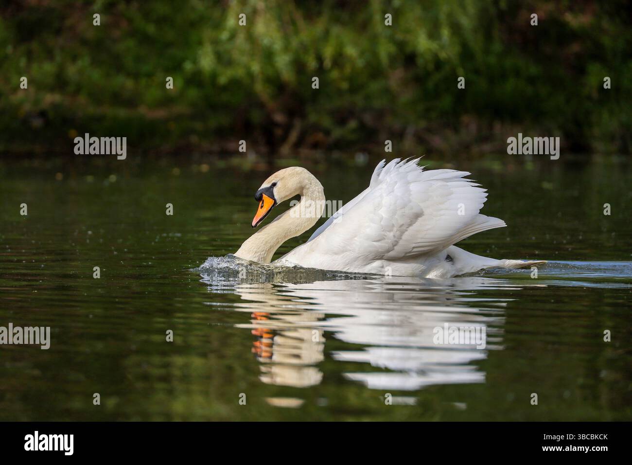 Cigno bianco che nuota in un lago sullo sfondo verde della costa Foto Stock
