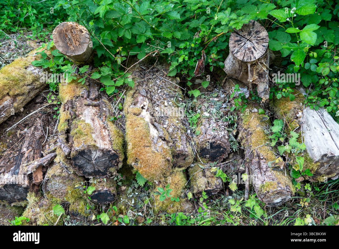 Tronchi in decomposizione ricoperti di muschio che forniscono un habitat per insetti e fauna selvatica Foto Stock