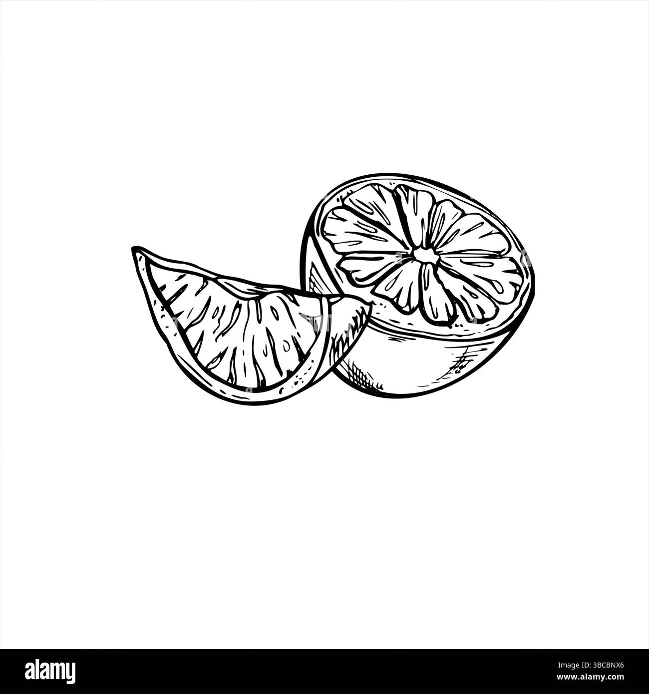 Illustrazione vettoriale monocromatica a metà e fetta di limone fresco dipinta con inchiostri neri. Agrumi per imballaggi alimentari, etichette, ricette, stile di vita sano Illustrazione Vettoriale