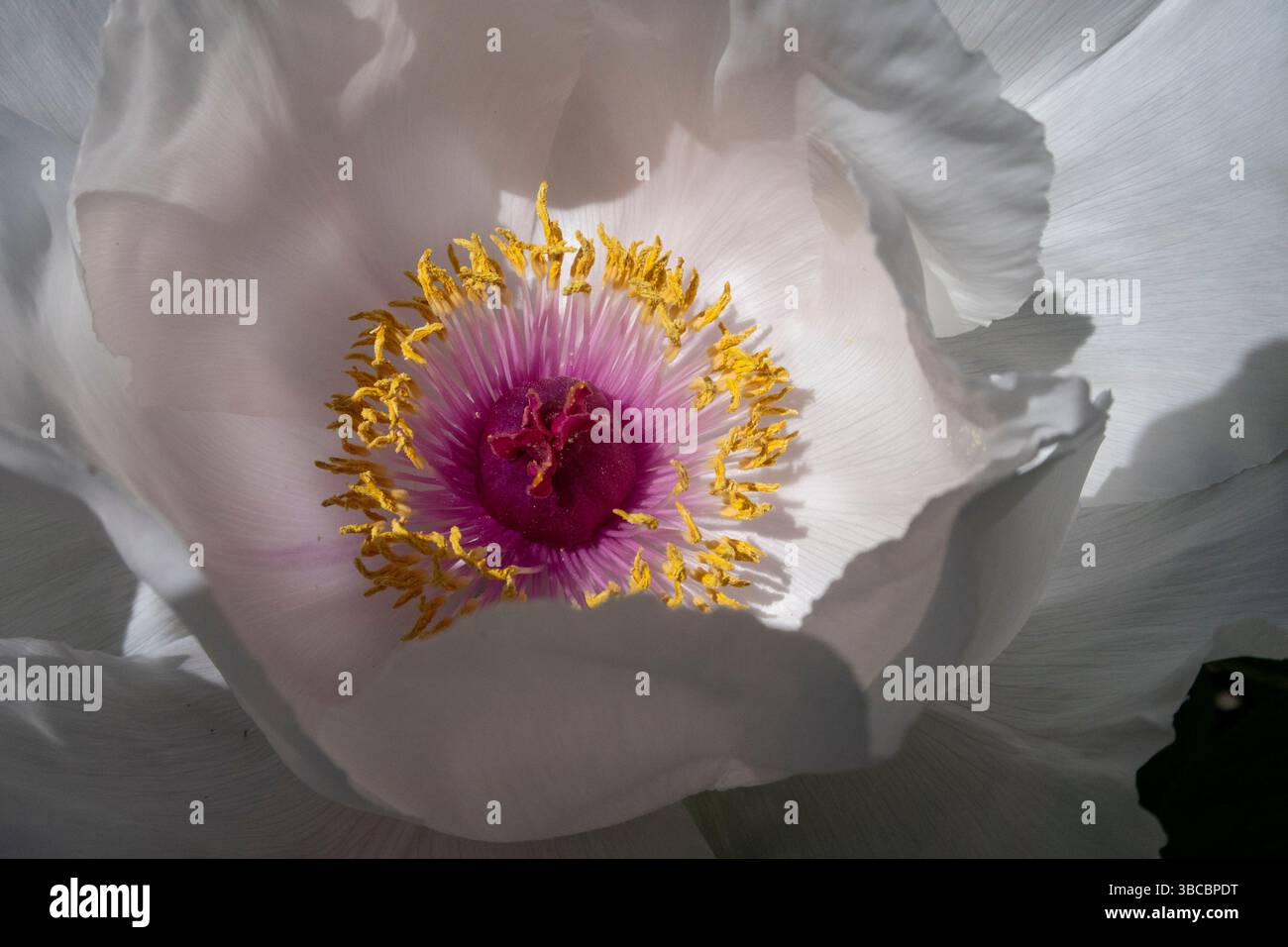 Primo piano all'interno del fiore di una peonia bianca dell'albero Peonia suffruticosa bianca che mostra stanchezza, etere e stigma Foto Stock