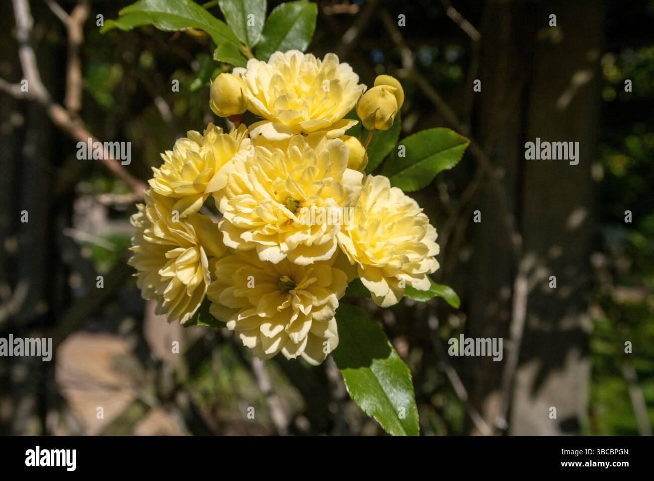 Ammasso di piccoli fiori di Lady Banks Rose gialla, una varietà senza spine e sempreverde Foto Stock