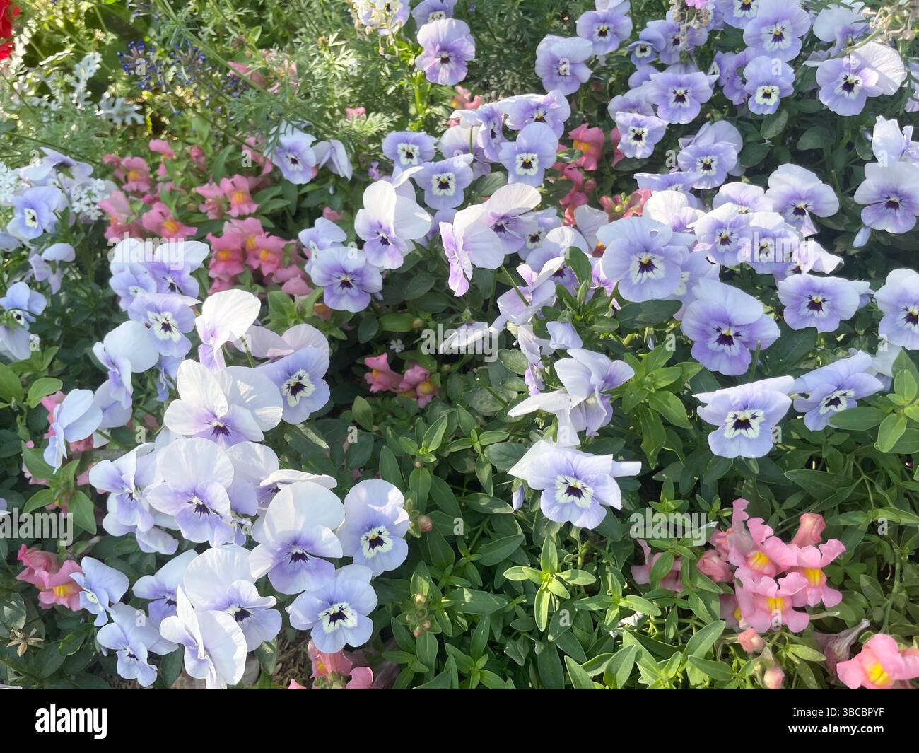 Fiori di pansia in Thailandia - Immagine stock catturata con smartphone