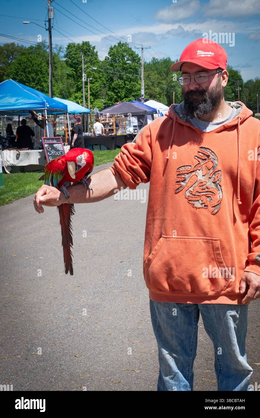Un uomo e il suo pappagallo colorato al Pirate Festival di New Paltz, New York. Foto Stock