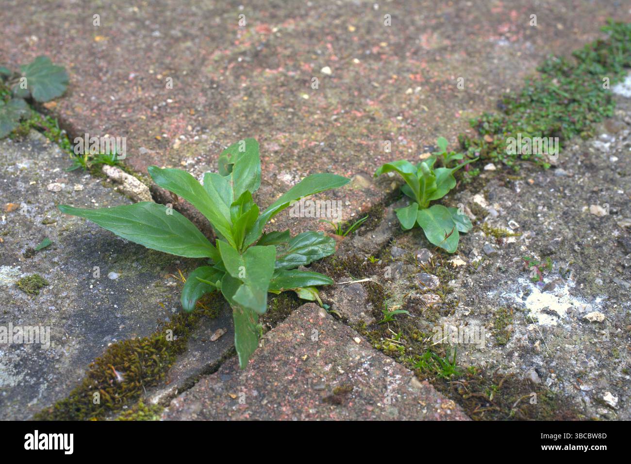 Un primo piano di erbacce che crescono su un patio. Foto Stock