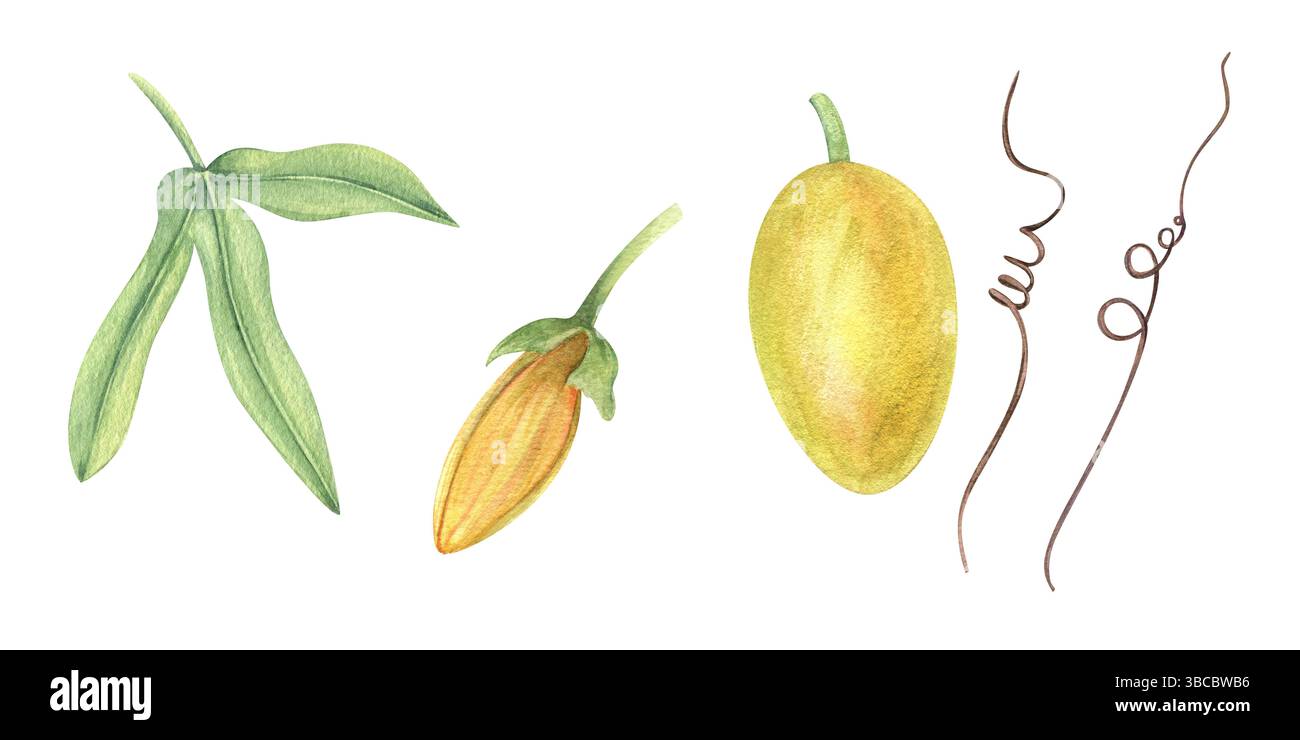 Bocciolo giallo di passionfloreale, frutta, illustrazione ad acquerello di foglie, sfondo isolato clip art. Arrampicata su piante esotiche per design tropicali, erbe Foto Stock