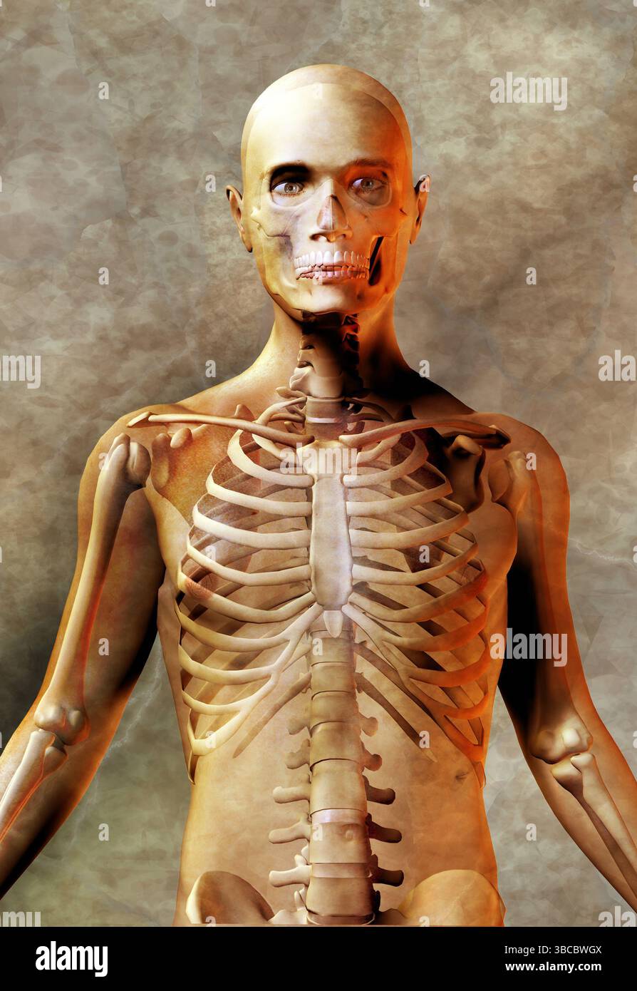 composto di corpo umano maschio e scheletro, concetto anatomico Foto Stock