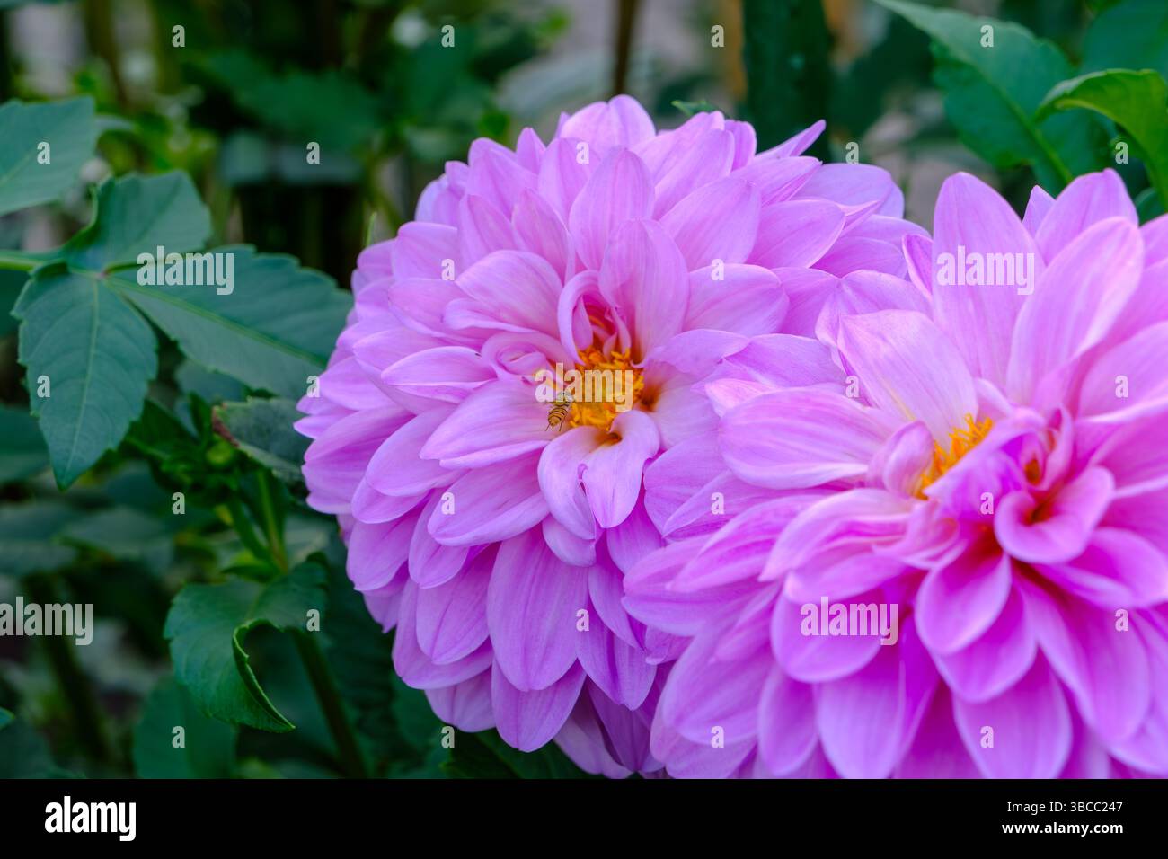 Fiori rosa Dahlia con petali a strati in un lussureggiante giardino Foto Stock