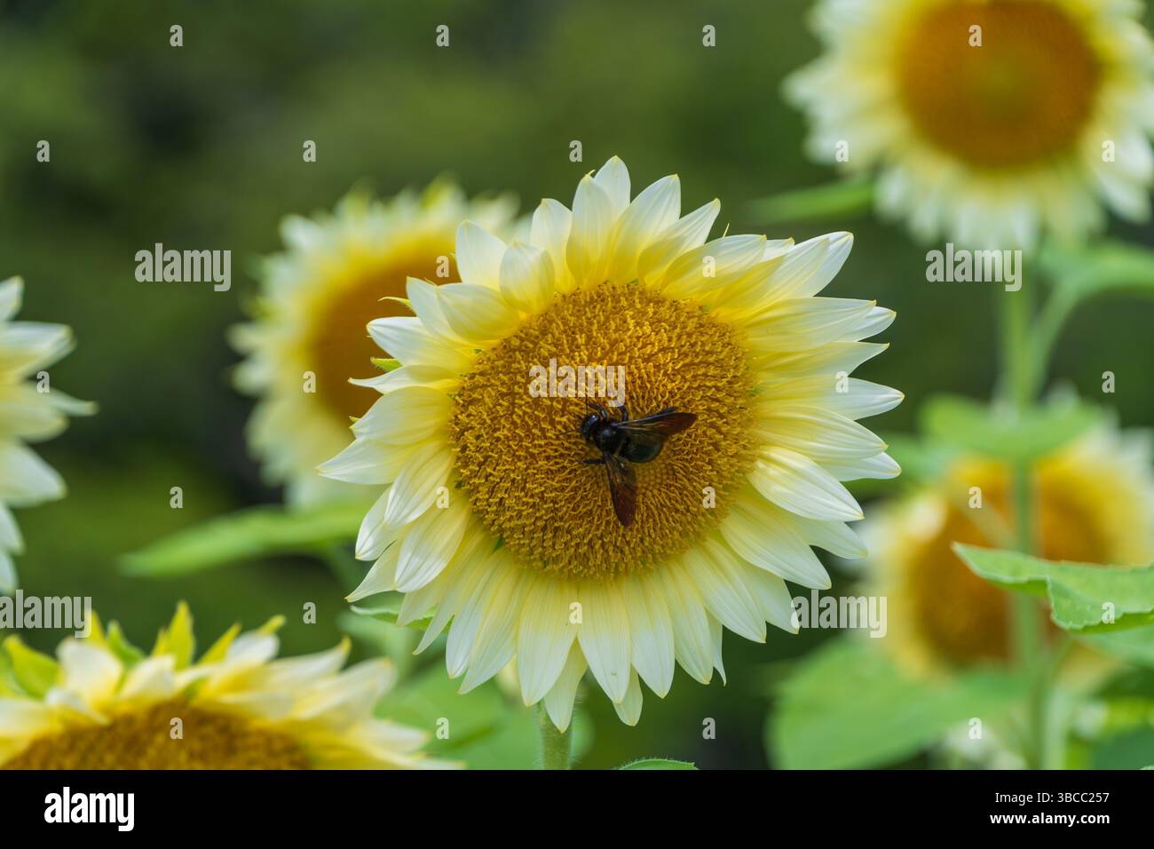 Delicato fiore di girasole pallido che accoglie un Honeybee in un campo illuminato dal sole Foto Stock