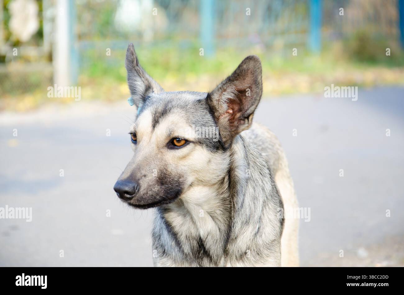 Cane da strada con etichetta sulla sterilizzazione e la vaccinazione antirabbica. Ritratto del cane grigio senzatetto. Concetto di sterilizzazione di animali randagi. Conta umana Foto Stock