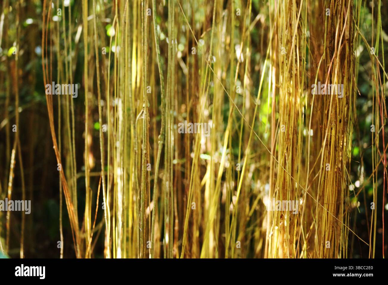 radici verticali. L'astratto del letto del fiume. La nebbia d'acqua tra gli alberi Foto Stock