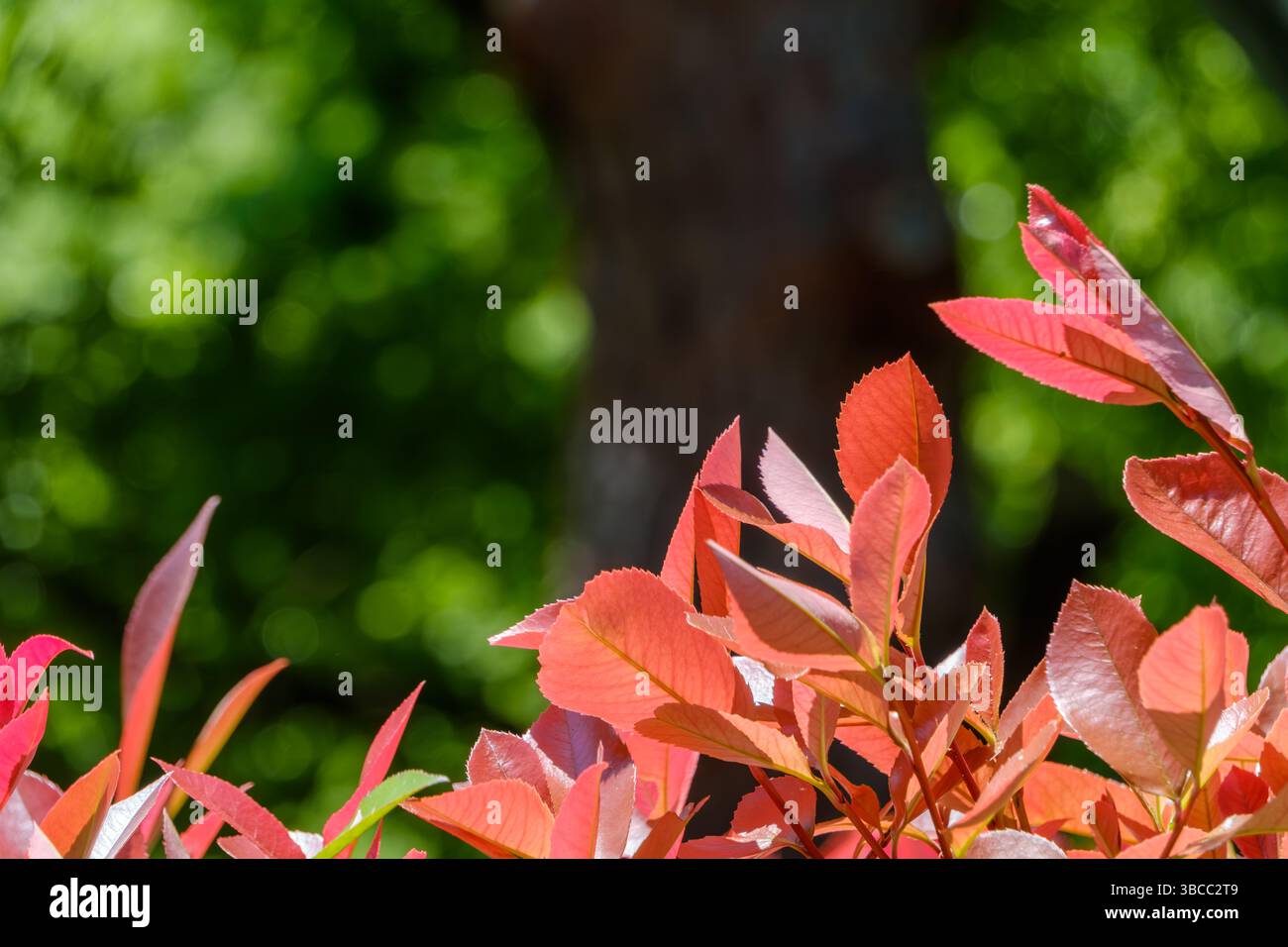 Le foglie di fotinia rossa vibranti prendono vita nel giardino illuminato dal sole Foto Stock