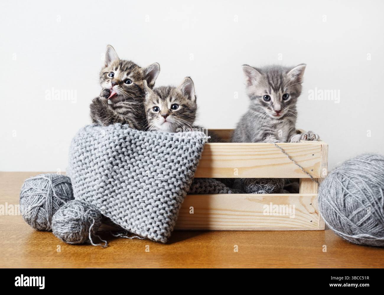 Tre piccoli gattini da tabby seduti in una scatola di legno. Foto Stock