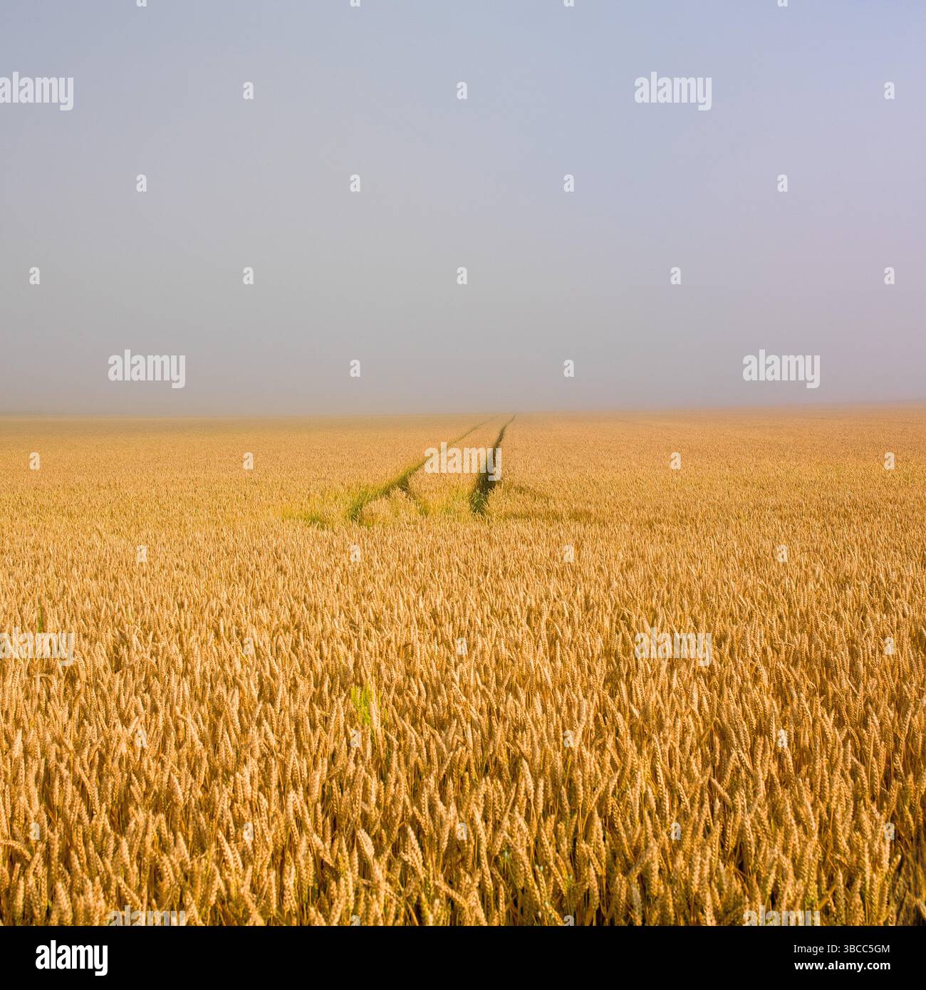 I sentieri conducono attraverso un vasto campo di grano maturo nel Puy de Dome, mostrando le sfumature dorate sotto un cielo limpido. Auvergne. Francia Foto Stock