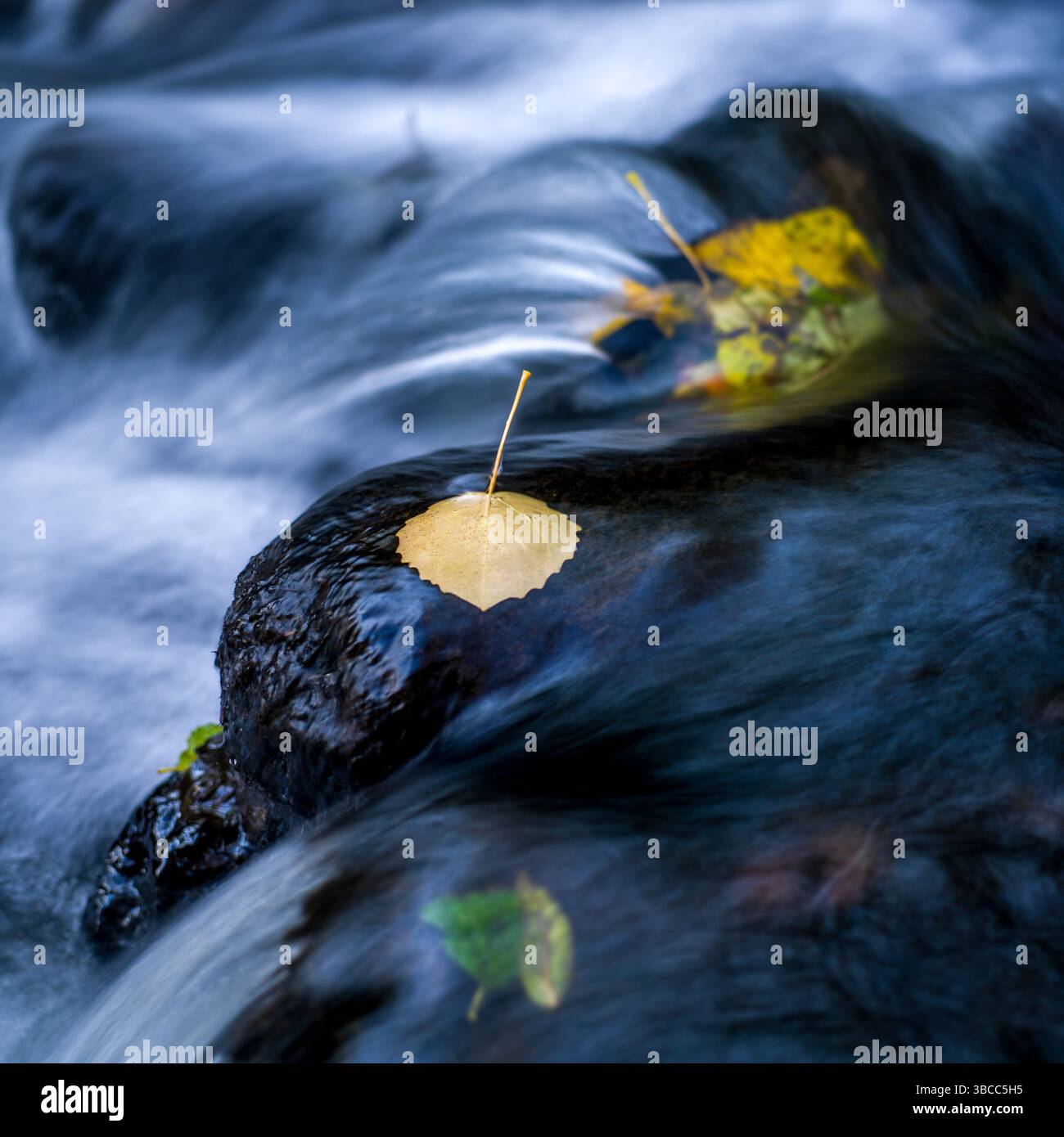 Foglie di giallo e arancio brillanti riposano su rocce lisce in un ruscello lento. L'acqua scorre dolcemente intorno a loro Foto Stock
