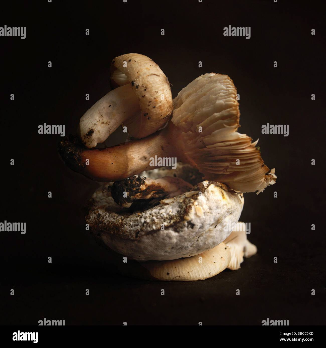 I funghi di diverse specie sono disposti con cura su uno sfondo nero, evidenziandone le diverse forme e consistenze Foto Stock