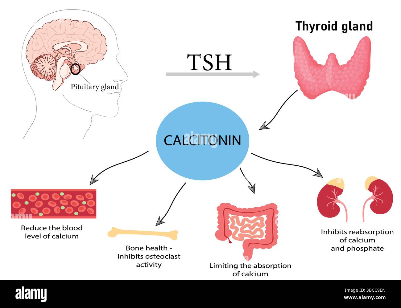 Meccanismo di calcitonina secreta dalla ghiandola tiroidea nell'abbassamento dei livelli di calcio nel sangue tramite inibizione dell'osteoclasti, riduzione del riassorbimento renale e Limi Illustrazione Vettoriale