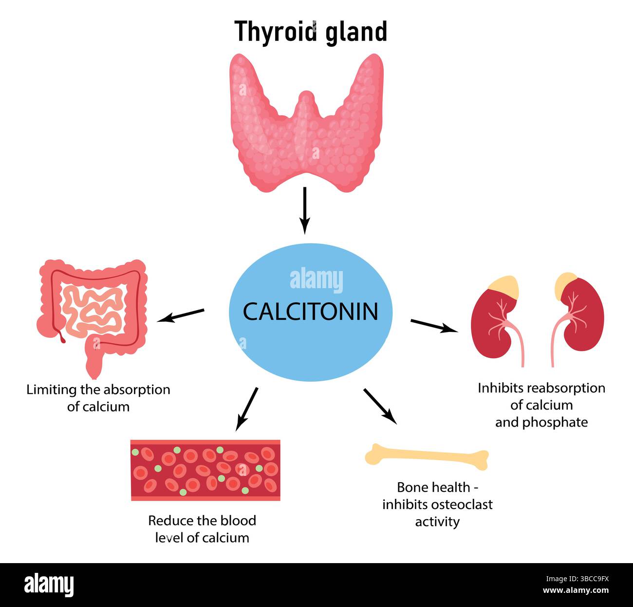 Funzione della calcitonina nel corpo umano. Regolazione dei livelli di calcio diagramma medico o illustrazione del vettore medico Illustrazione Vettoriale
