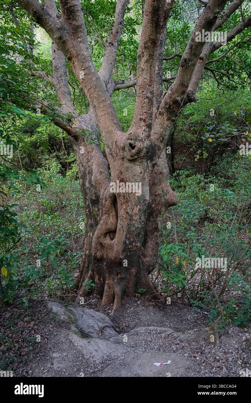 Insolito tronco ad albero intrecciato con trama gnarled in una foresta. La specie non può essere facilmente identificata. Ma è molto probabilmente della famiglia Ficus (albero di fico) Foto Stock
