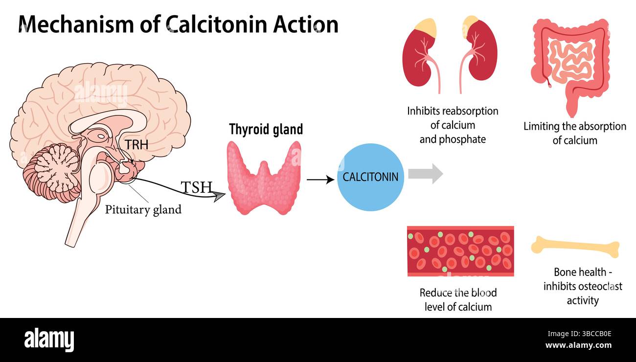 L'ormone della calcitonina e i suoi effetti sul corpo umano. Schema medico regolazione dei livelli di calcio Illustrazione Vettoriale