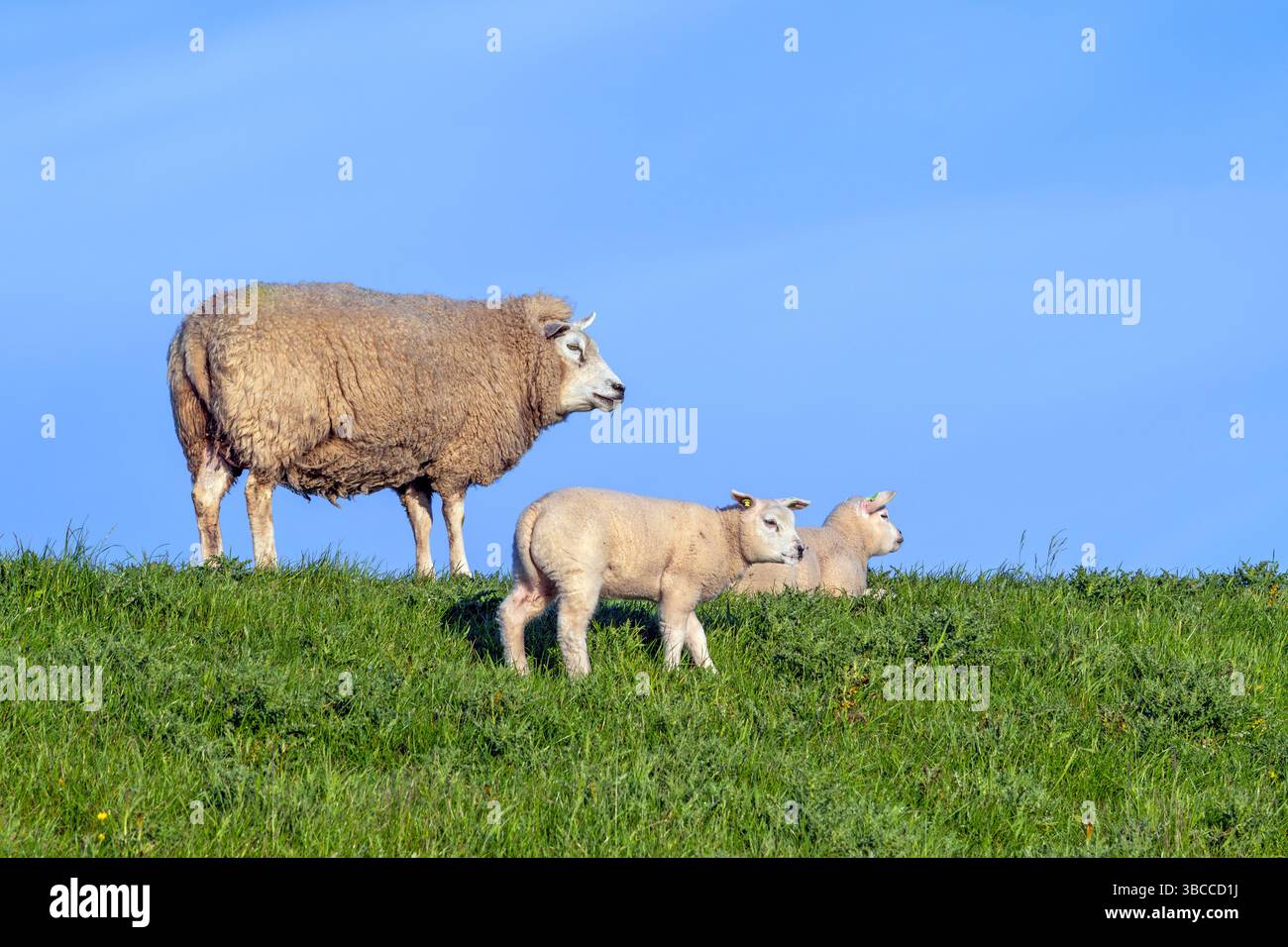Texelaar ewe con due agnelli che pascolano erba su diga, razza bianca di pecore sull'isola di Texel, Isole Frisone occidentali, Olanda settentrionale, Paesi Bassi Foto Stock