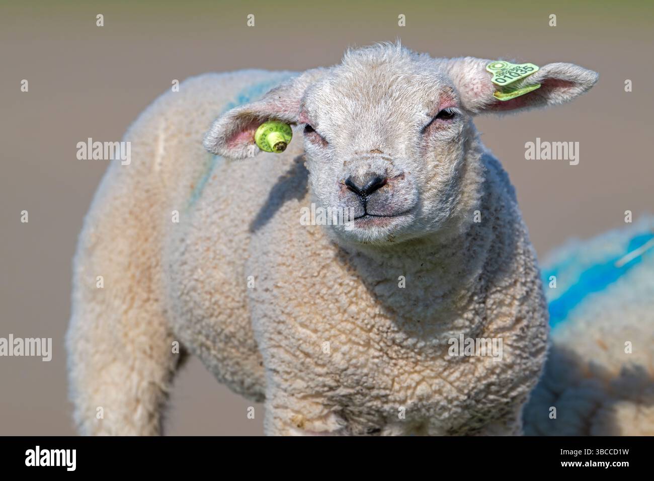 Primo piano di agnello di pecora Texelaar/Texel con etichetta bianca che indossa marchi sull'isola di Texel, Isole Frisone occidentali, Olanda settentrionale, Paesi Bassi Foto Stock
