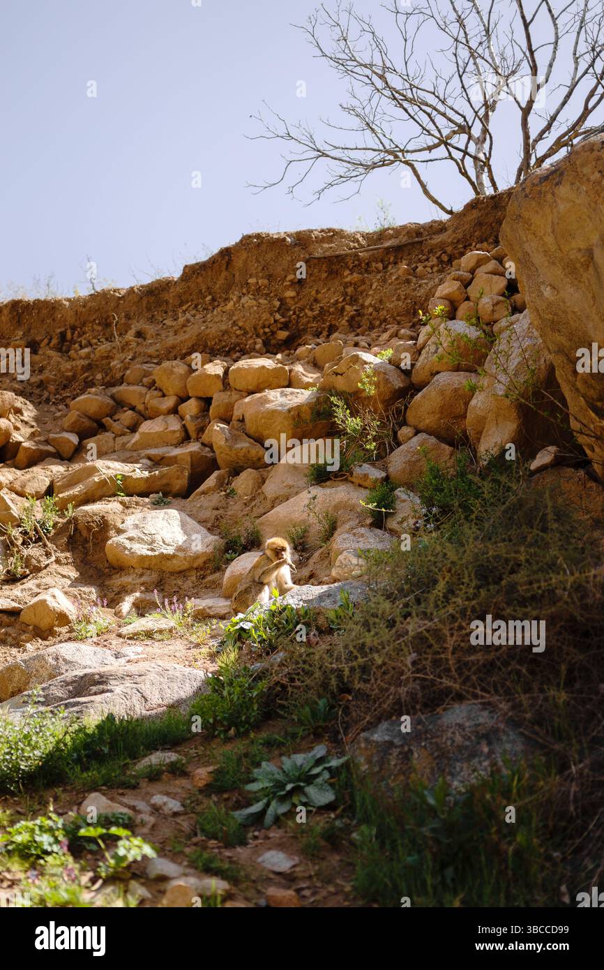 Una selvaggia scimmia barbaresca arroccata sulle scogliere rocciose vicino a setti Fatma nella valle di Ourika, in Marocco Foto Stock
