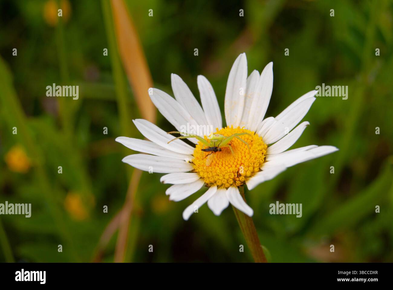 Scena Wildflower che mostra l'interazione tra predatore e preda della natura. Foto Stock