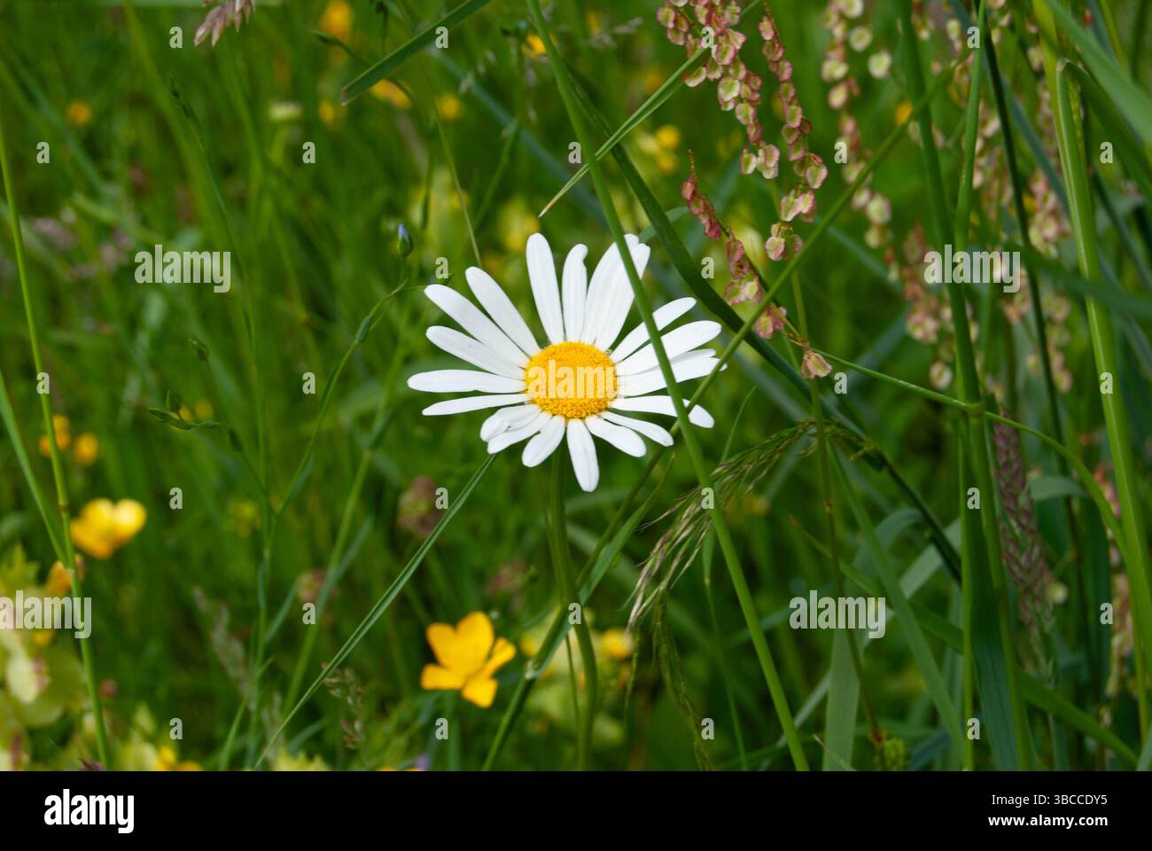 Occhio OX margherita in fiore con un ragno verde che cattura una mosca sui suoi petali. Foto Stock