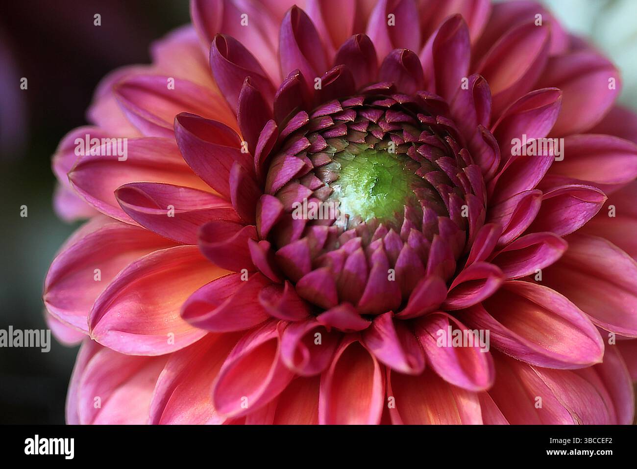 Primo piano immagine macro di un fiore di dahlia rosa e arancione con un centro verde. Foto Stock
