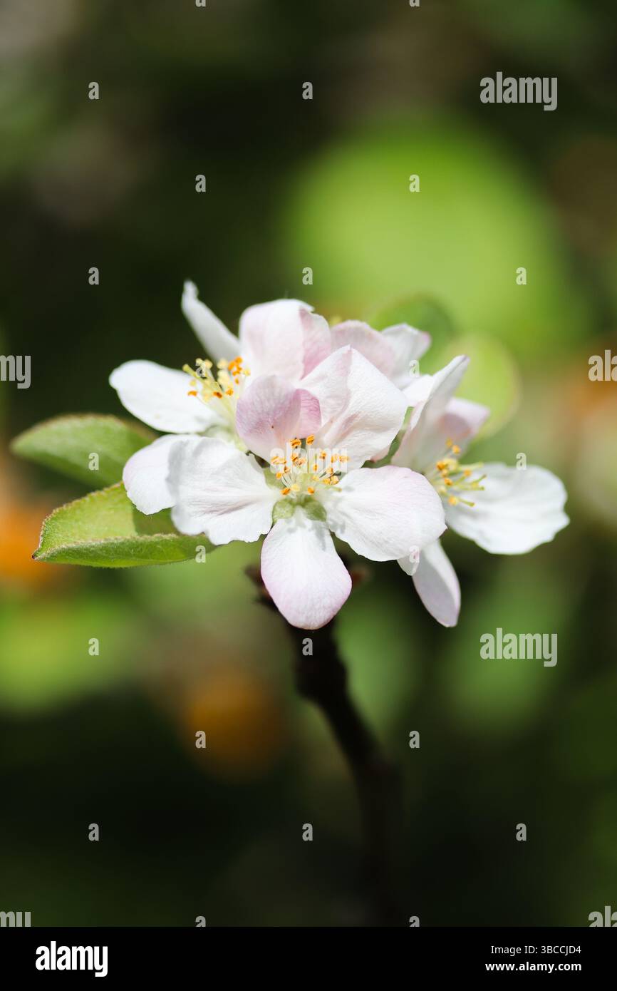 I fiori di mela brillano alla luce del sole primaverile Foto Stock