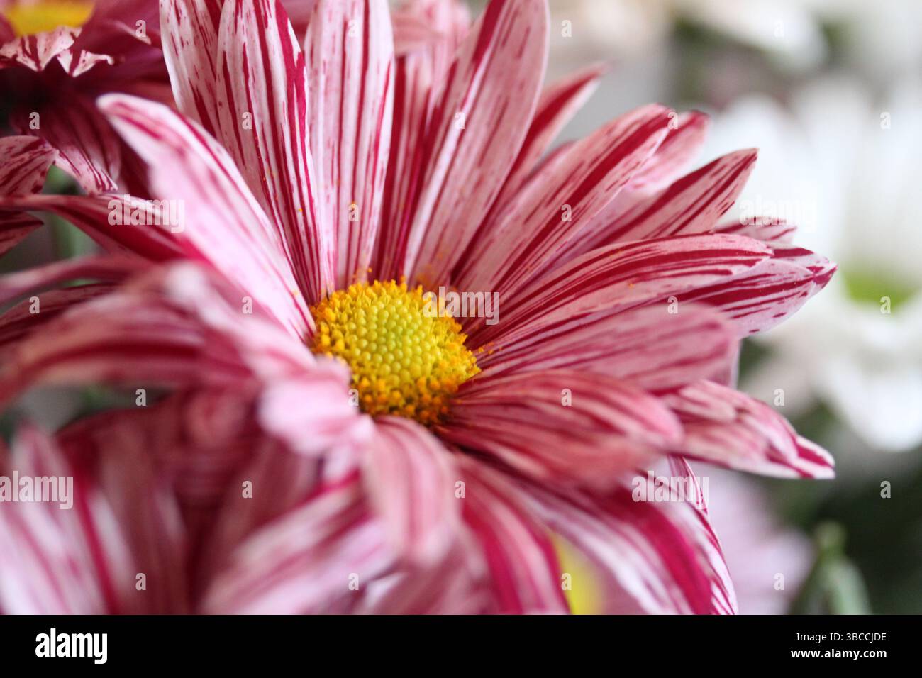 Audace margherita a righe cremisi in un vivace primo piano Foto Stock