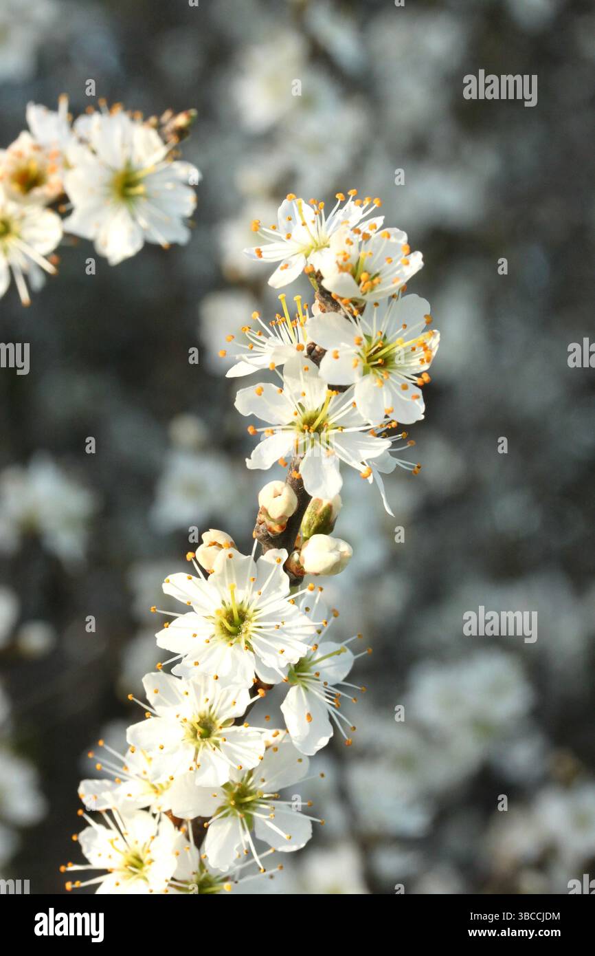 La fioritura di Blackthorn è immersa nella luce dorata della primavera Foto Stock
