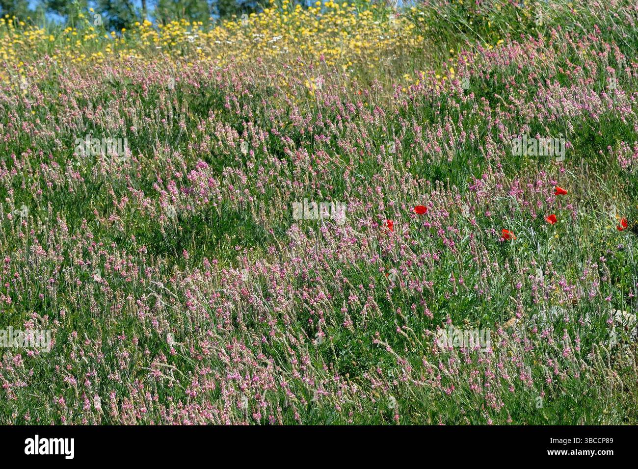 Papavero rosso tra i fiori viola di prato primaverile Foto Stock