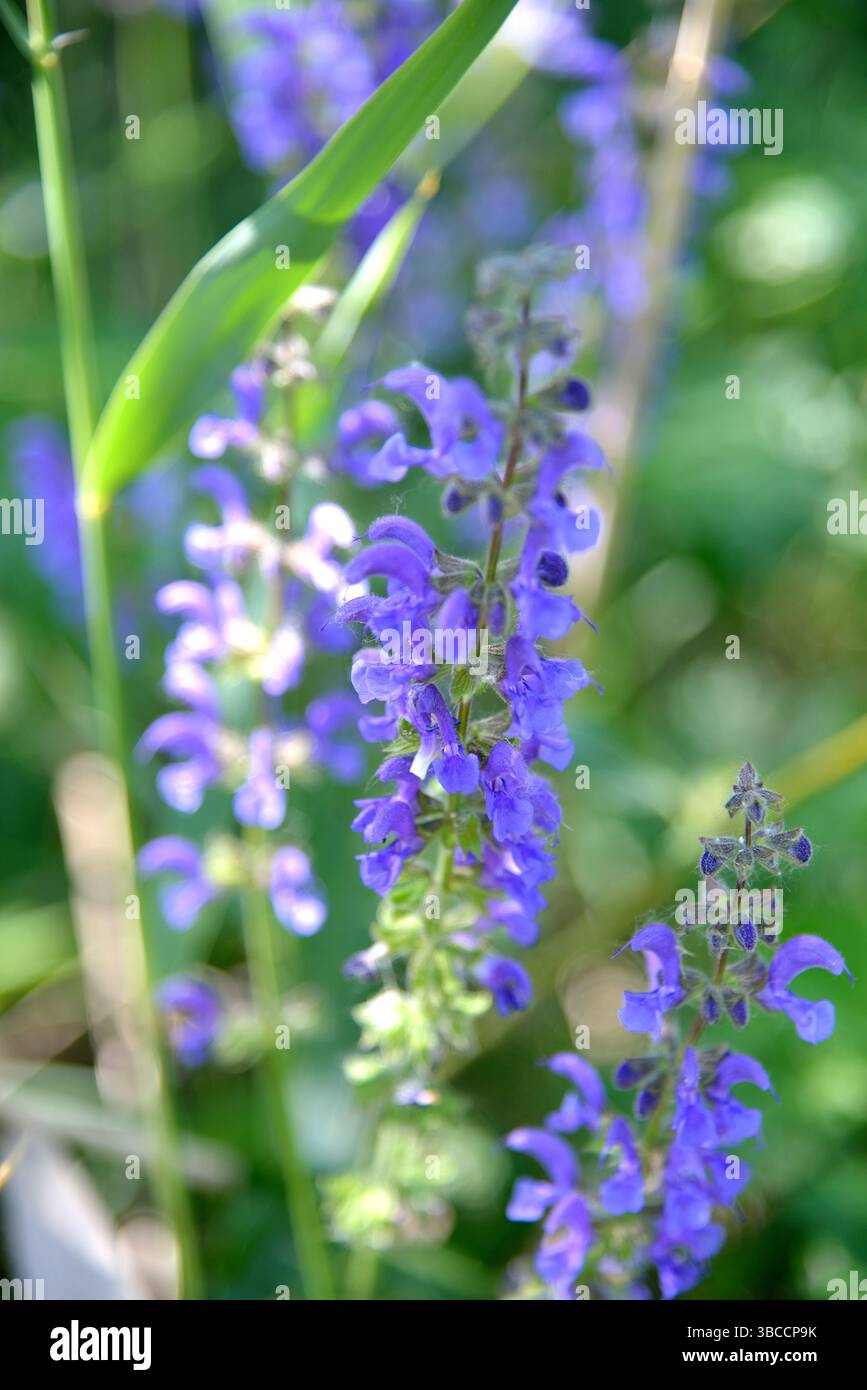Prato in fiore (Salvia pratensis) in un prato in Germania Foto Stock