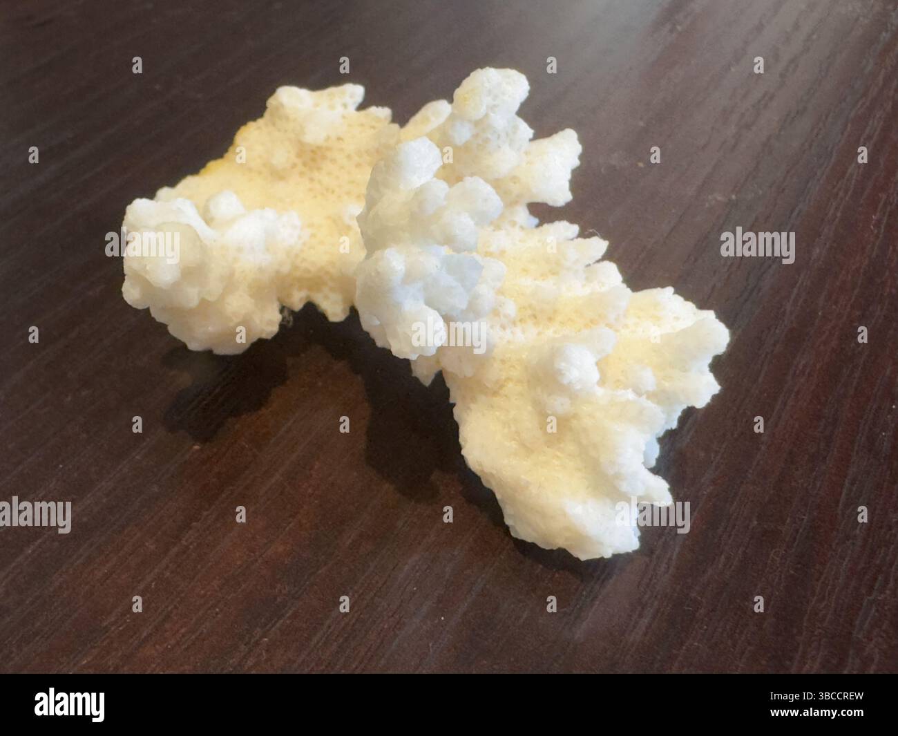 corallo bianco fossilizzato dalla geologia marina Foto Stock