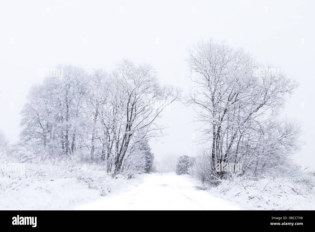 Un tranquillo paesaggio invernale rivela una strada innevata che si estende in lontananza, incorniciata da alberi ricoperti di gelo su entrambi i lati. Foto Stock