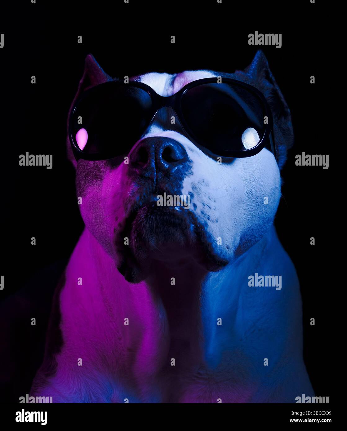 Un elegante cane di tipo pit Bull posa in sicurezza in uno studio fotografico con illuminazione a due tonalità indossando gli occhiali da sole. Foto Stock