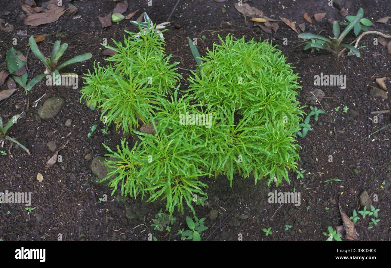 broccoli ornamentali, questa pianta ha un nome simile al nome della verdura, broccoli, il colore è verde e giallo, le foglie crescono lussureggianti Foto Stock