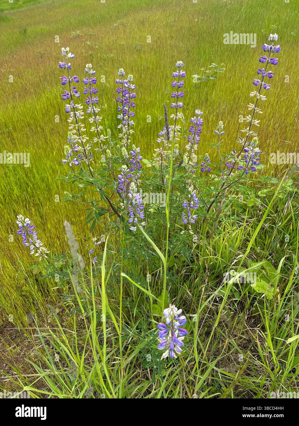 Lupinus perennis - fiori di lupino selvatico in un prato di Eugene, Oregon, in primavera. Foto Stock