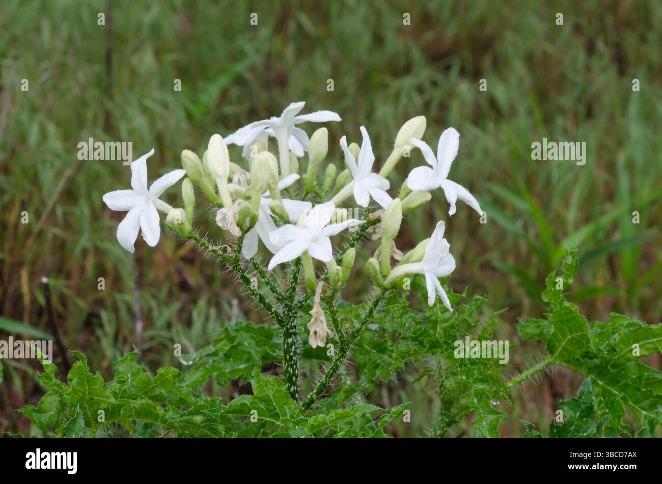 Texas Bullnettle, Cnidoscolus texanus Foto Stock