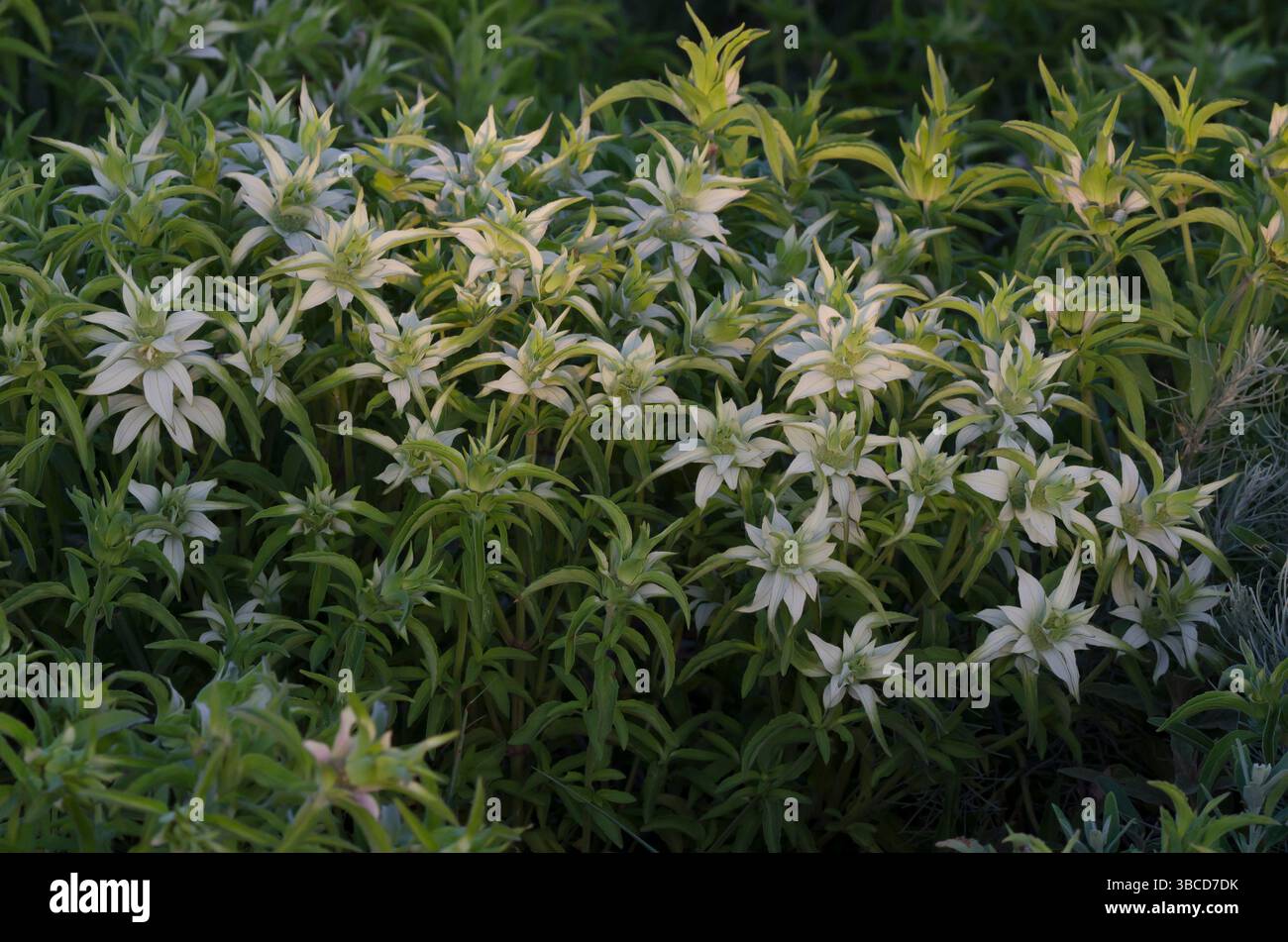 Beebalm macchiato, Monarda punctata Foto Stock