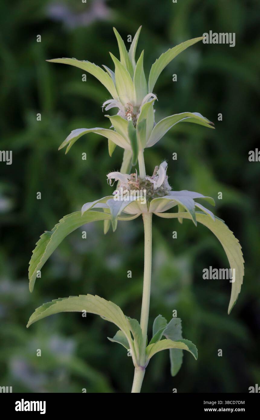 Beebalm macchiato, Monarda punctata Foto Stock