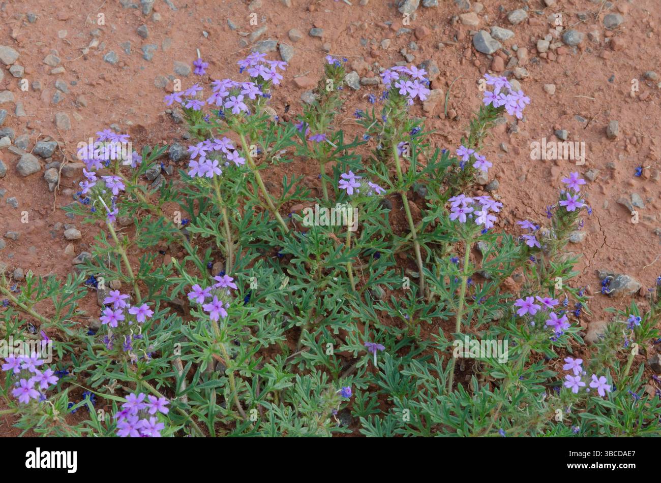 Dakota Mock Vervain, Glandularia bipinnatifida Foto Stock