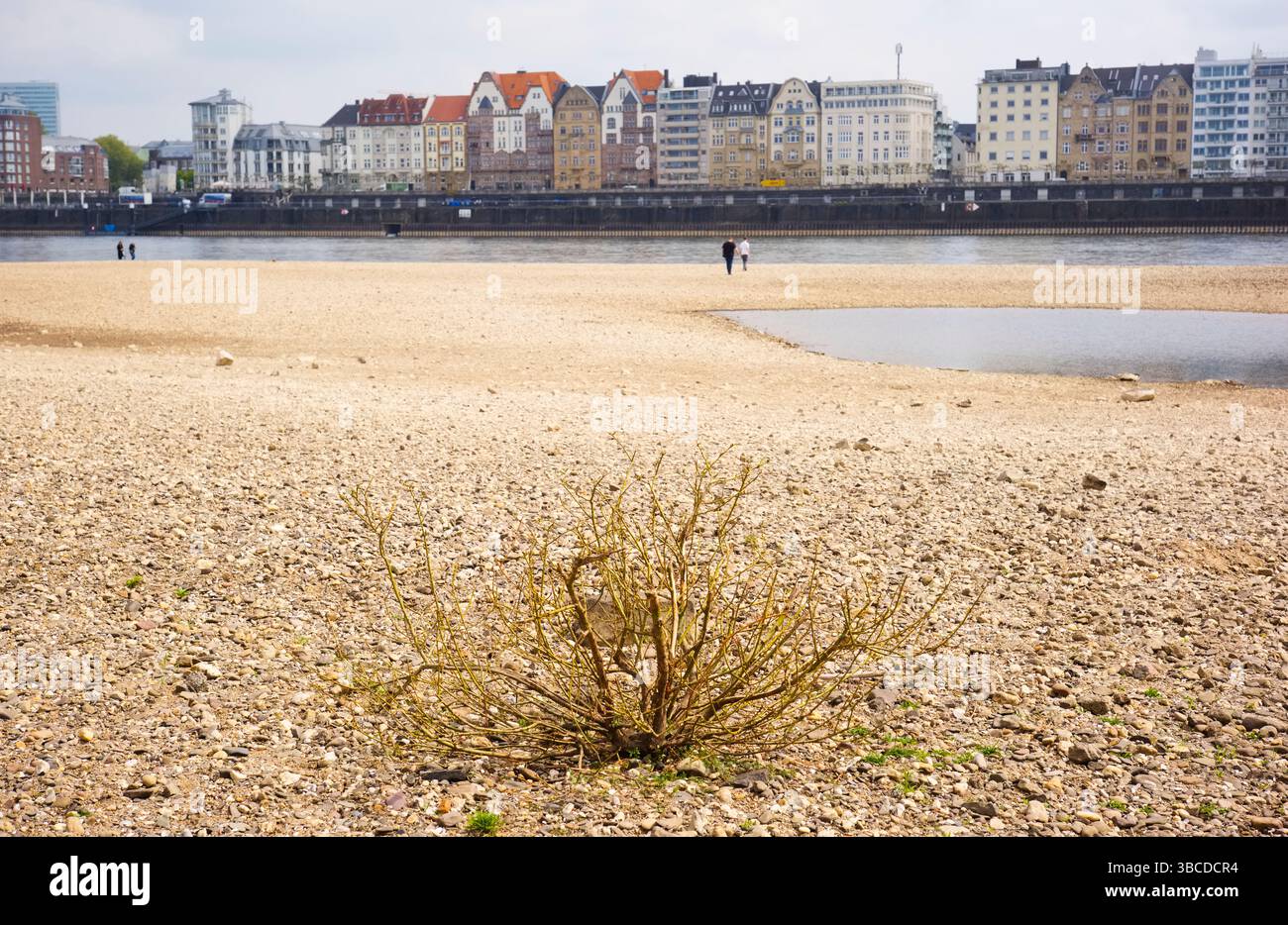 Scarso scartamento del fiume reno nella città di Düsseldorf, Germania. Scarsità d'acqua, siccità, cambiamenti climatici, riscaldamento globale, concetto di disastro marittimo. Foto Stock