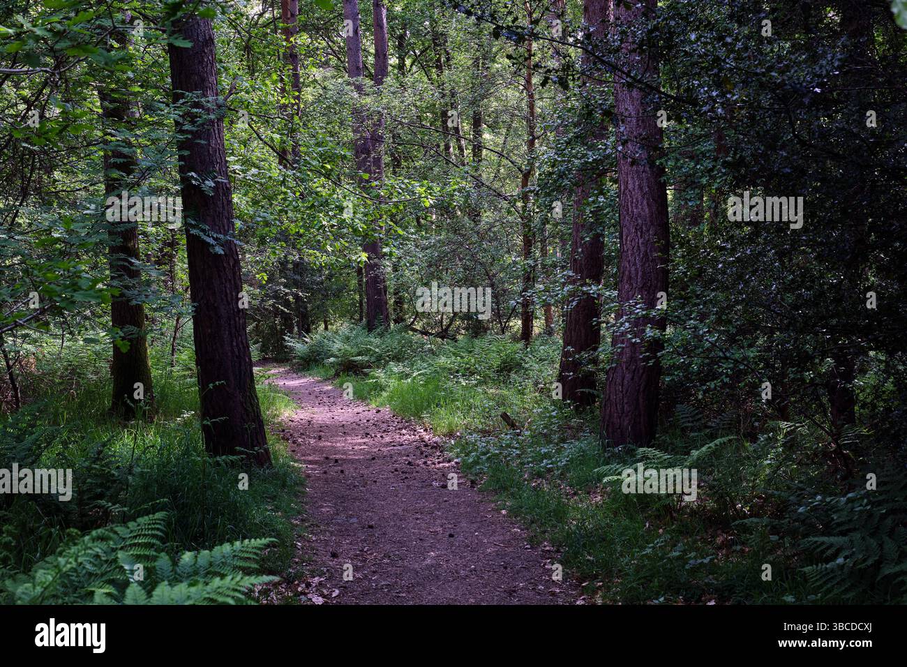 Una foto di una scena boschiva che mostra un sentiero nella foresta attraverso gli alberi cattura un momento invitante e sereno nella natura. Il sentiero ricoperto di sporcizia o muschio W Foto Stock