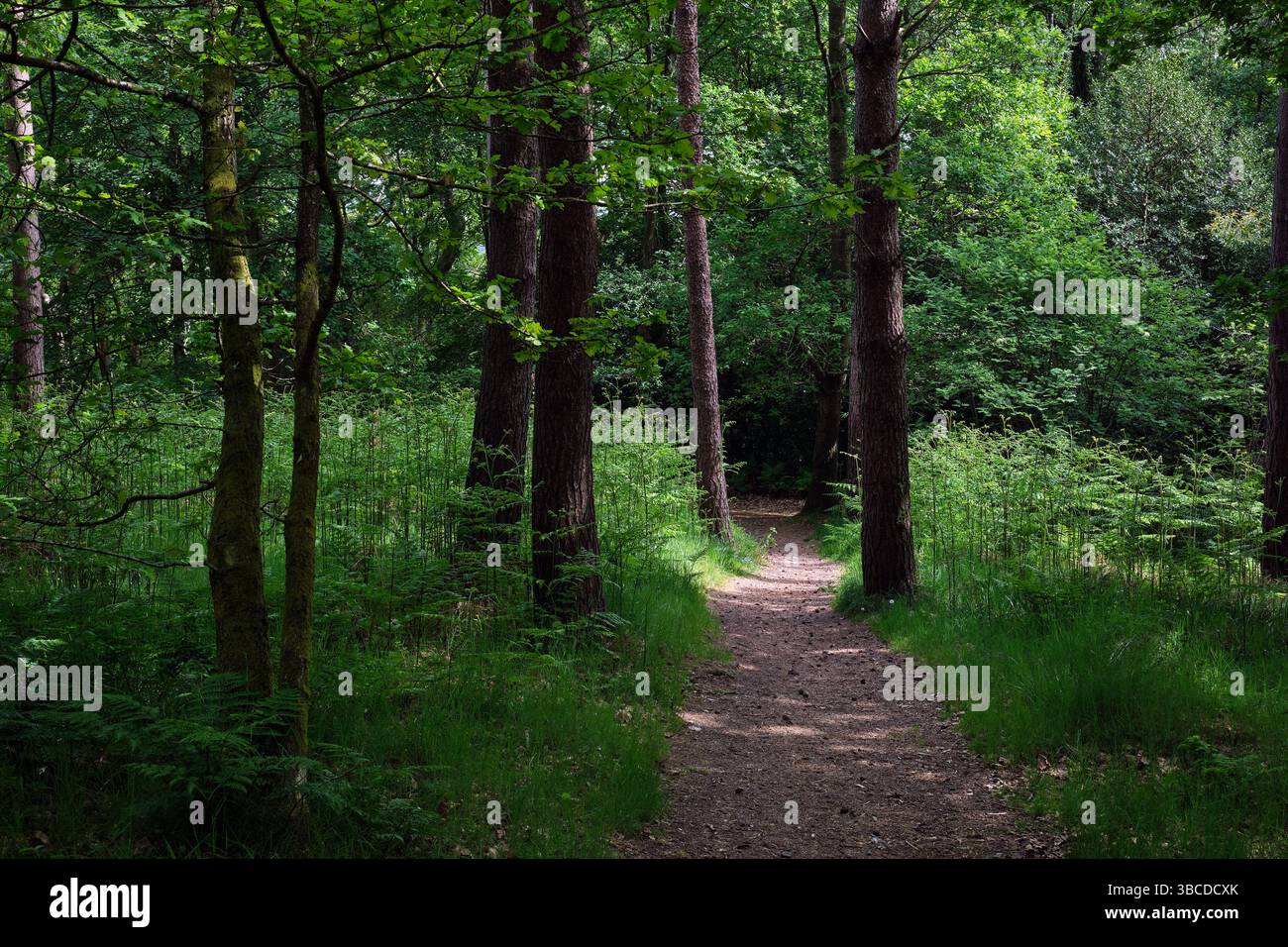Una foto di una scena boschiva che mostra un sentiero nella foresta attraverso gli alberi cattura un momento invitante e sereno nella natura. Il sentiero ricoperto di sporcizia o muschio W Foto Stock