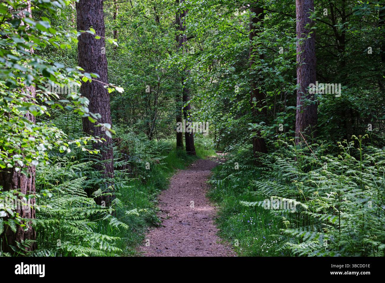 Una foto di una scena boschiva che mostra un sentiero nella foresta attraverso gli alberi cattura un momento invitante e sereno nella natura. Il sentiero ricoperto di sporcizia o muschio W Foto Stock