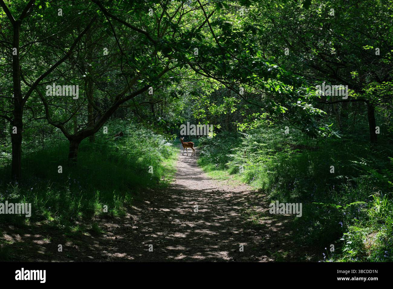 Una foto di una scena boschiva che mostra un sentiero nella foresta attraverso gli alberi cattura un momento invitante e sereno nella natura. Il sentiero ricoperto di sporcizia o muschio W Foto Stock